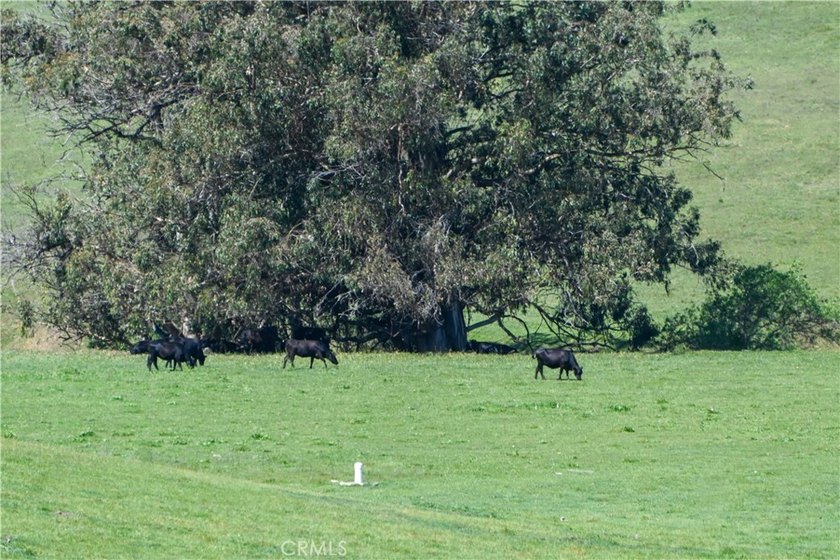 Calling all visionaries! This rare 140-acre property near the - photo 26