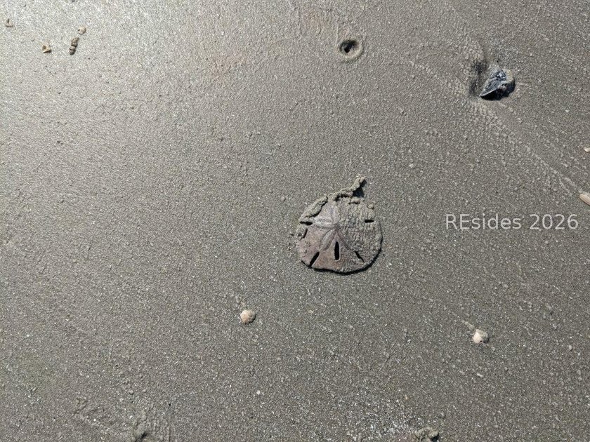 Discover the perfect place to build your Lowcountry retreat on - photo 18
