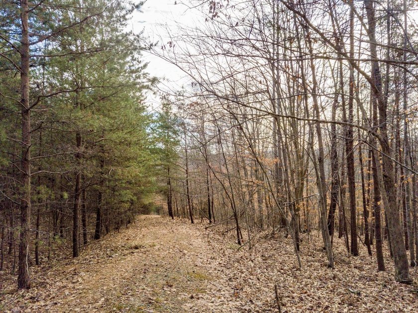 Rare opportunity! 4.90 acres of pristine wooded bliss with lake - photo 11