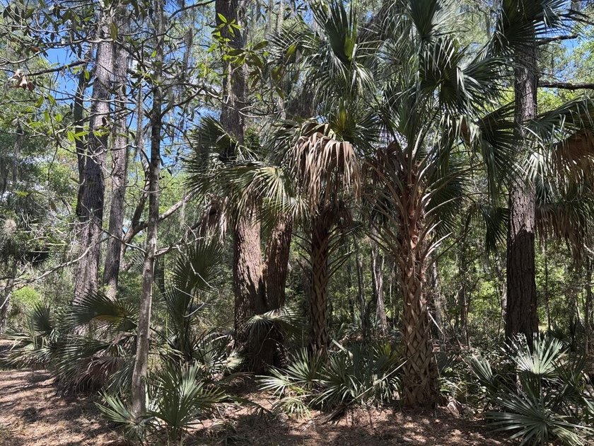 Beautiful 3.17 acre lot - private, wooded, and backs to tidal - photo 10