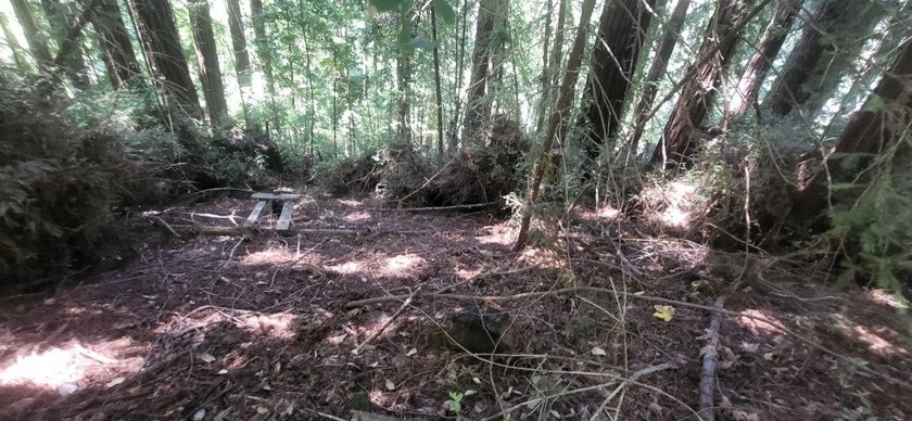 Nestled among towering redwoods just 2.5 miles from downtown - photo 2