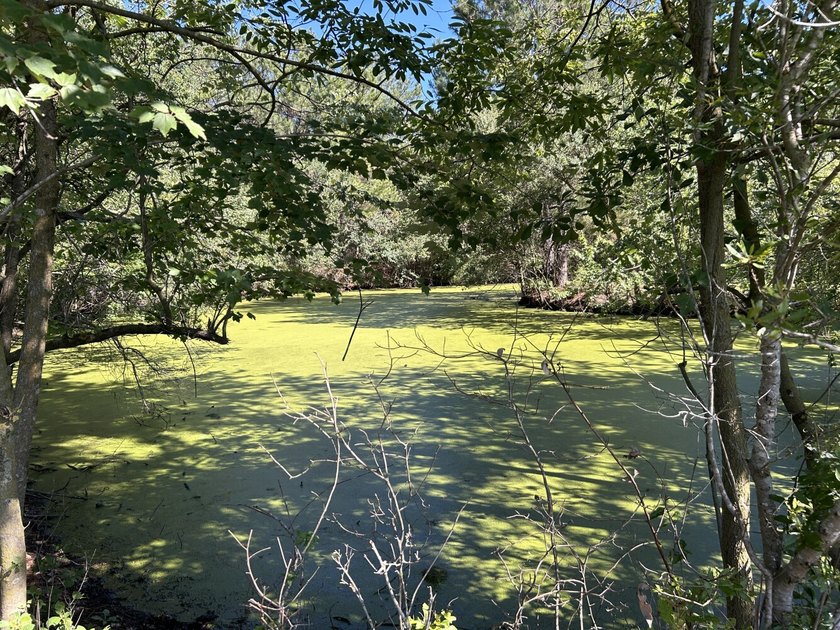 40 +/- acres located on Holladay Road between Manning and - photo 29