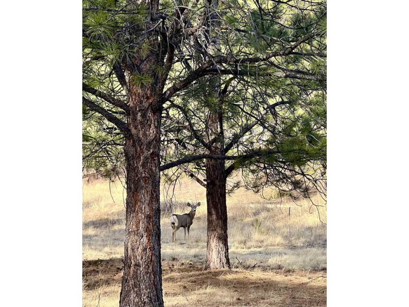 Tucked into the forested beauty of Angel Fire, and less than a - photo 5