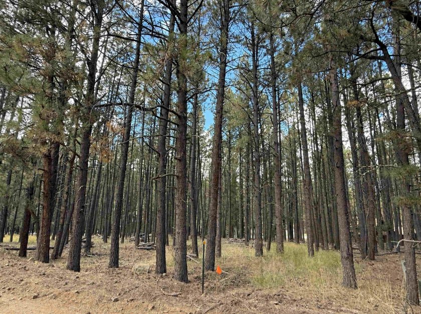 Beautiful wooded building lot near the Country Club and Golf - photo 5