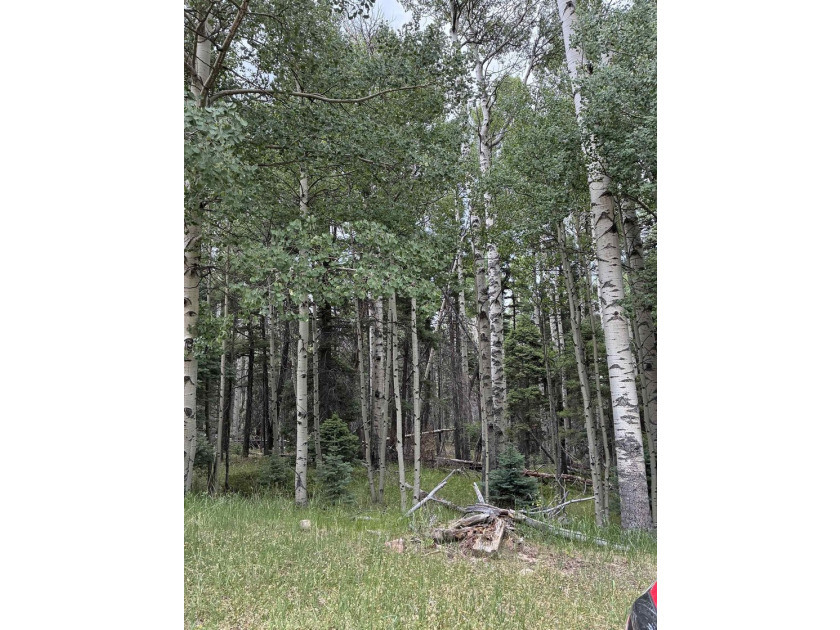 Nice heavily wooded three quarter acre lot. Sloping entry to lot - photo 7