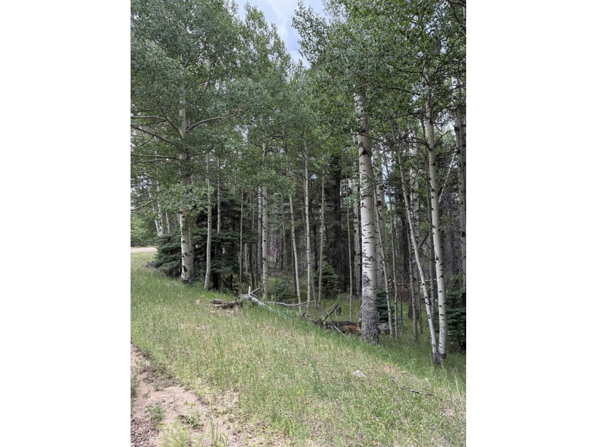 Nice heavily wooded three quarter acre lot. Sloping entry to lot - photo 8