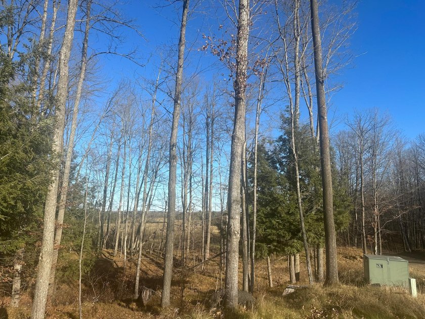 This pristine 5-acre wooded lot in Florence County (Lot 6) - photo 2
