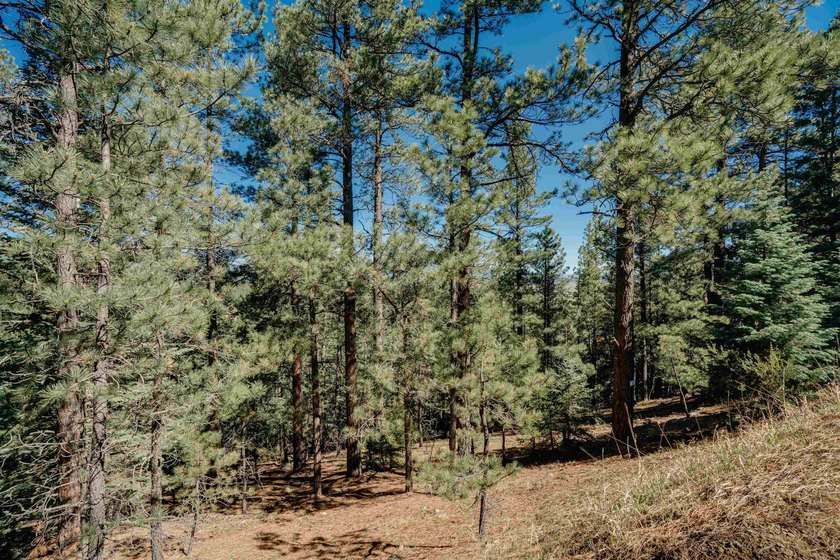 HILLSIDE CANVAS | Lot 9, Snowmass Rd. This hillside, downward- - photo 6