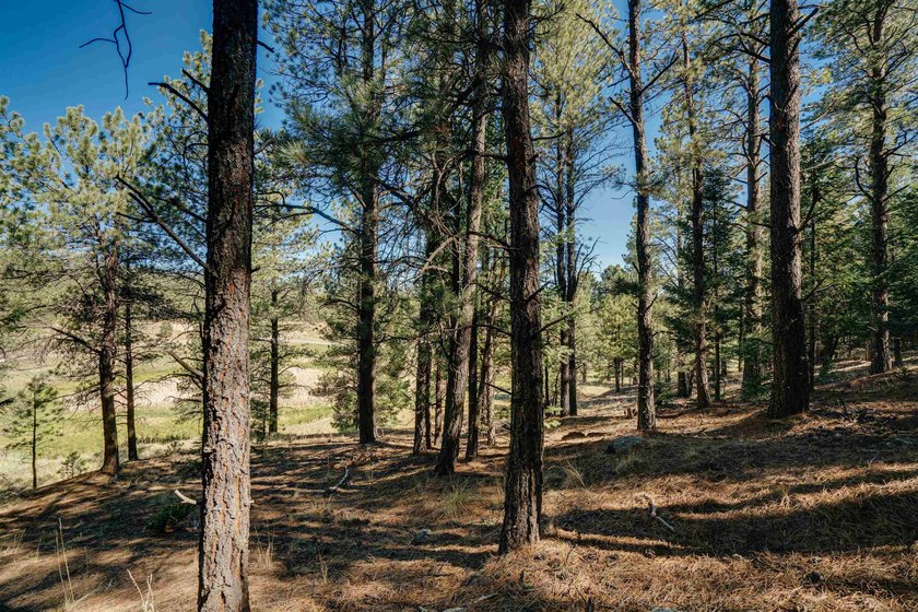 HILLSIDE CANVAS | Lot 9, Snowmass Rd. This hillside, downward- - photo 10