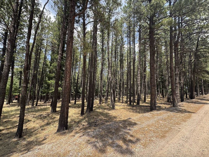 **Beautifully forested .57-acre lot** offering the perfect blend - photo 2