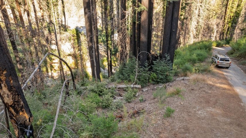 Foreman Creek cheerily babbles by this flourishing double lot of - photo 3