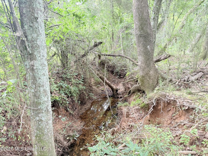 This attractive 12.22 +/- acre parcel offers excellent potential - photo 14