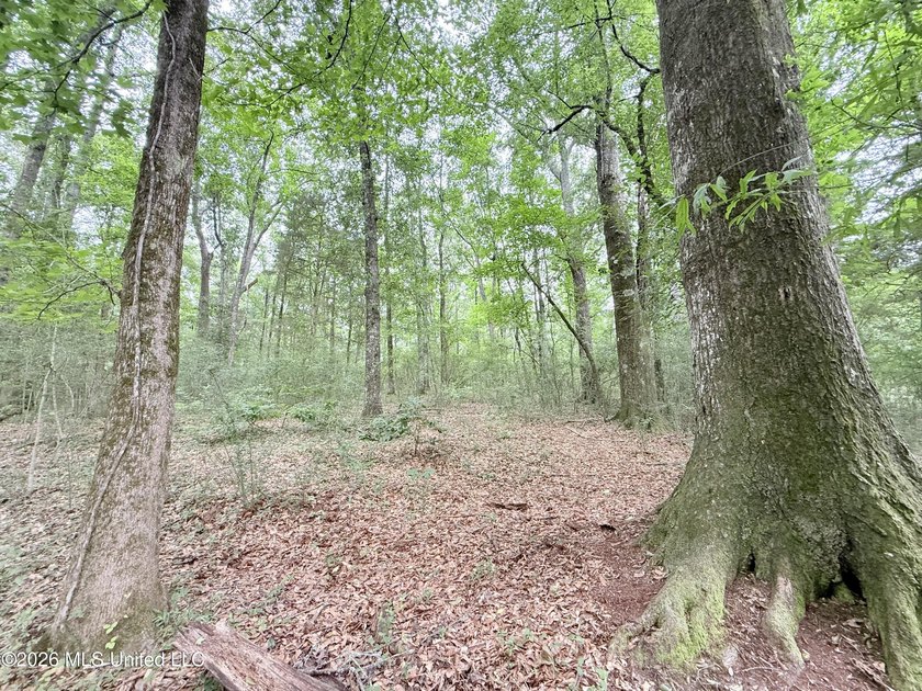 This attractive 12.22 +/- acre parcel offers excellent potential - photo 19