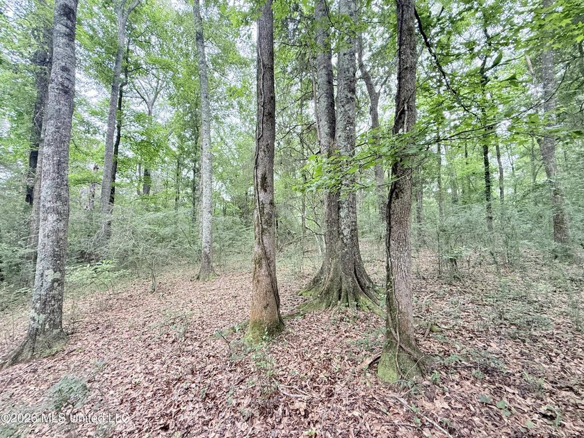 This attractive 12.22 +/- acre parcel offers excellent potential - photo 20