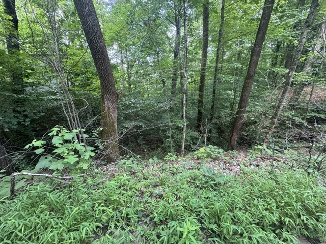 Waterfront Lot Near Nolin Dam - photo 5