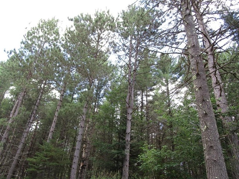 Tucked away on a private, paved dead-end road, this 5+ acre gem - photo 4