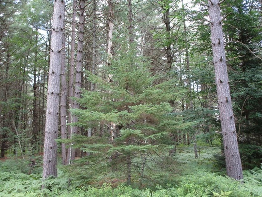 Tucked away on a private, paved dead-end road, this 5+ acre gem - photo 6