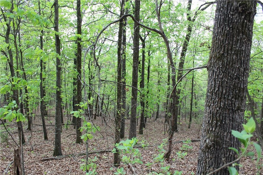 40+/- Hunting Property close to Blue Mountain Lake Situated one - photo 15