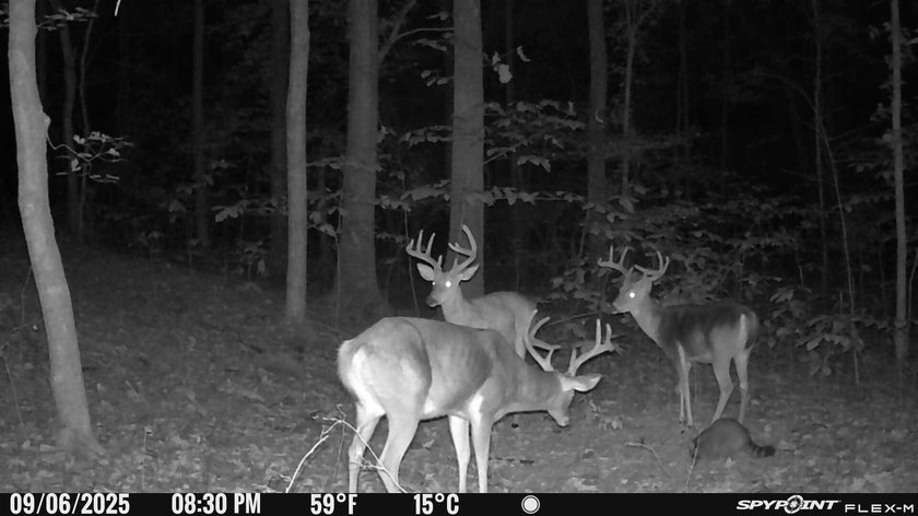Great opportunity to own 14 acres of prime wooded hunting land - photo 9
