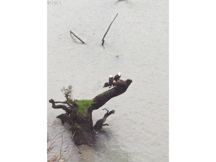 Perched above the beautiful Chetco River with sweeping river - photo 42