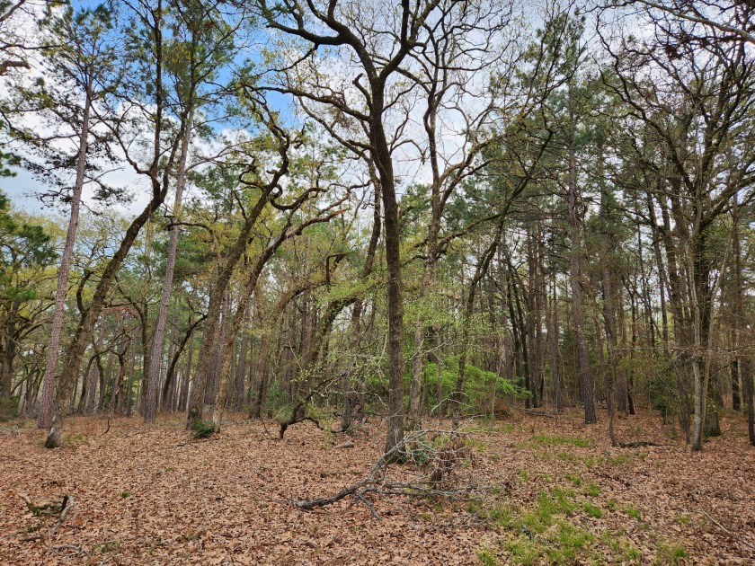 Build Your Dream Home in Legacy Shores on Lake Palestine - photo 7