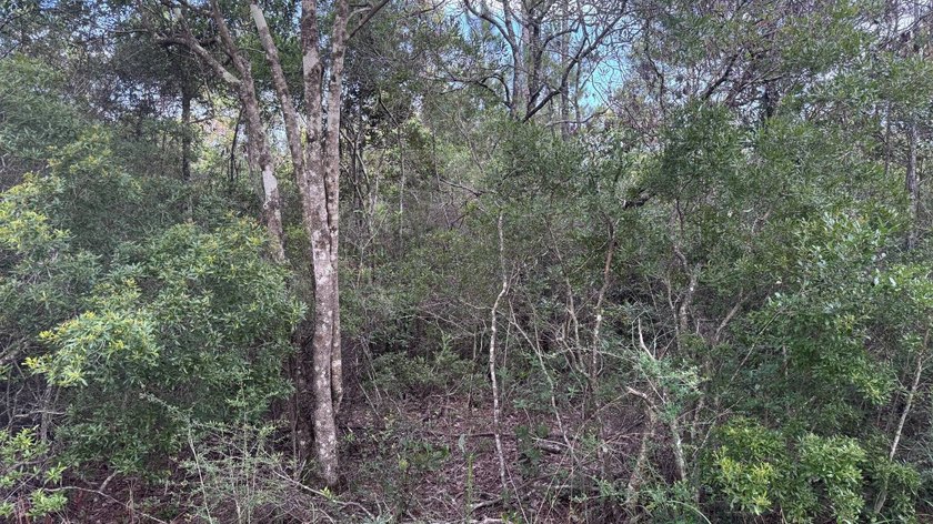 This property is a portion of a larger, heavily wooded property - photo 12