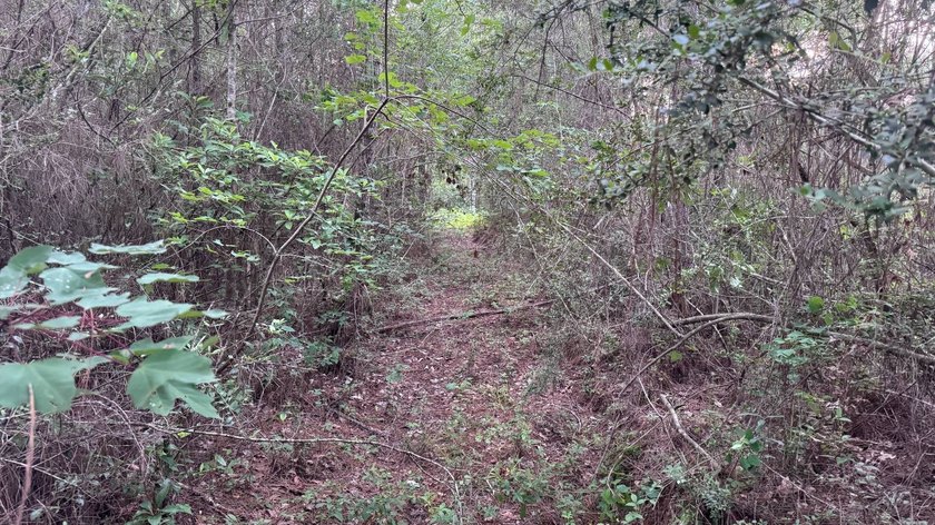 This property is a portion of a larger, heavily wooded property - photo 22