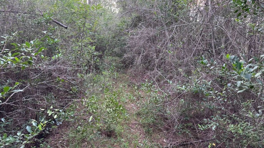 This property is a portion of a larger, heavily wooded property - photo 24