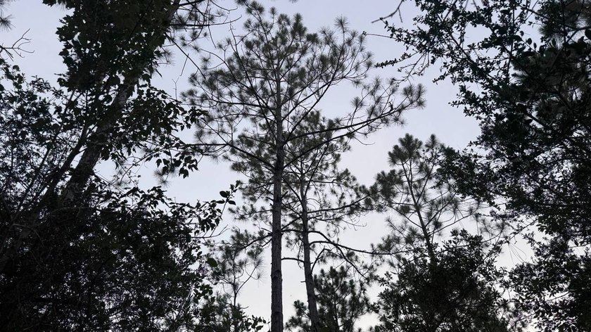 This property is a portion of a larger, heavily wooded property - photo 25