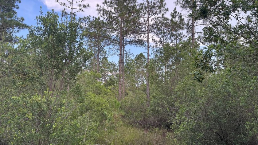 This property is a portion of a larger, heavily wooded property - photo 29
