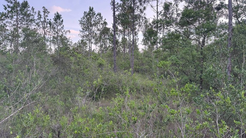 This property is a portion of a larger, heavily wooded property - photo 30