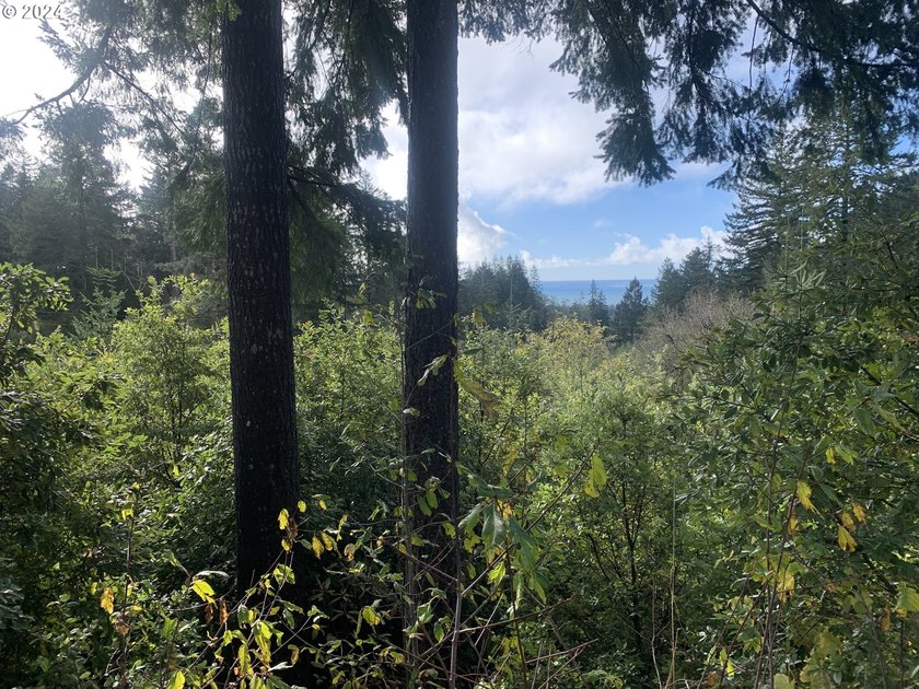 Here is a blank, 11 acre canvas for your dream home with - photo 17