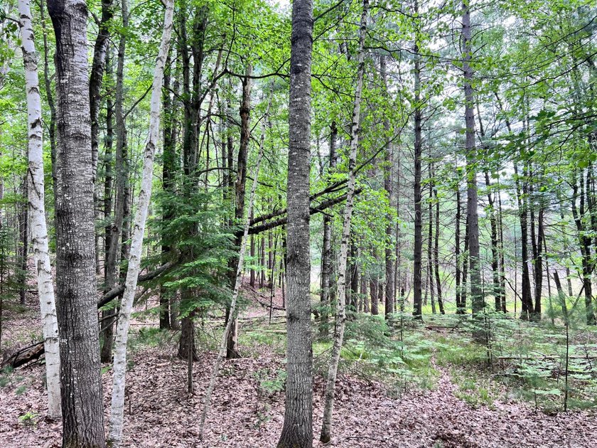 2.16 Acre Build-Ready Lot near Eagle River! Tucked away in a - photo 4