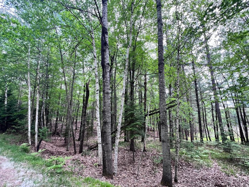 2.16 Acre Build-Ready Lot near Eagle River! Tucked away in a - photo 5