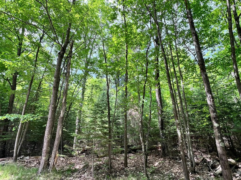 Half an Acre Lot near Eagle River! Tucked away in a peaceful - photo 6