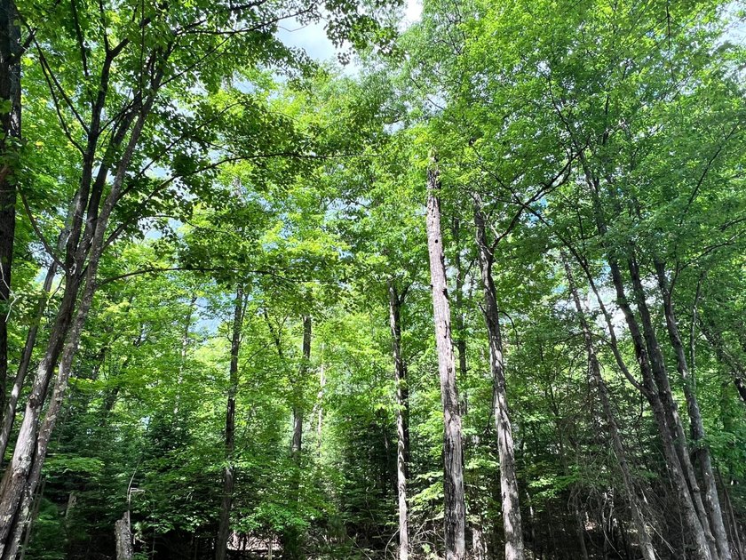 Half an Acre Lot near Eagle River! Tucked away in a peaceful - photo 9