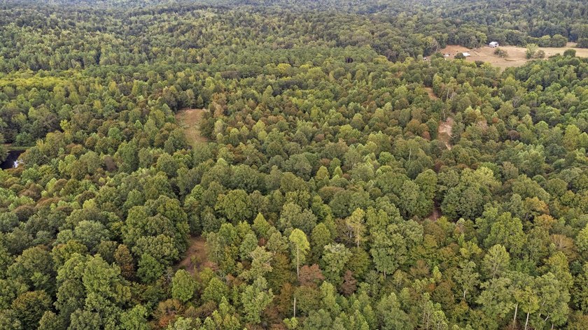 45 ACRES OF PRIME HUNTING LAND NEAR LAKE BARKLEY! Discover the - photo 7