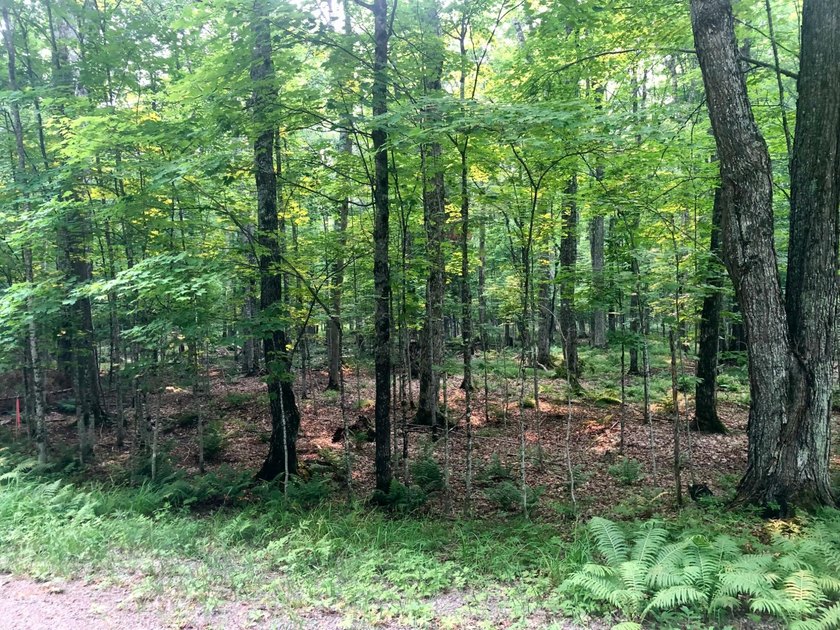 Discover 28 acres of pristine Northwoods beauty on Morton Lake - photo 7