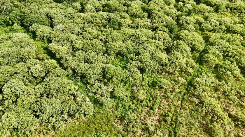 35+ acres of recreational parcel located just east of Deerbrook - photo 9