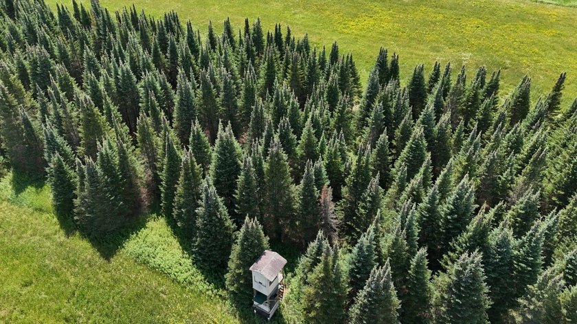Beautiful 40-acre parcel offering a unique mix of mature pines - photo 3