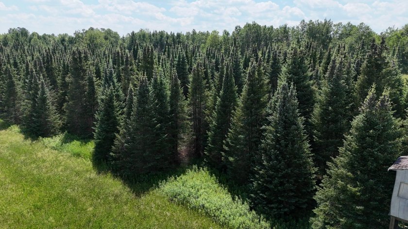 Beautiful 40-acre parcel offering a unique mix of mature pines - photo 4
