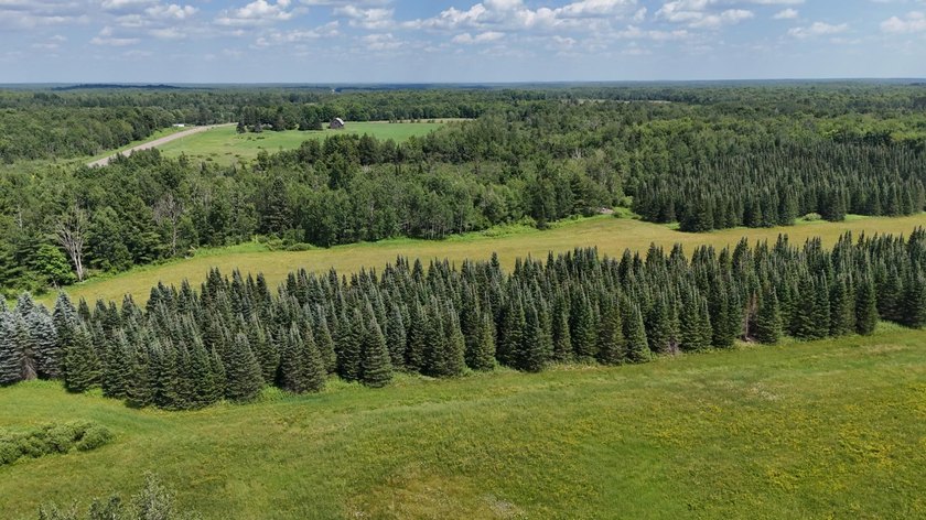 Beautiful 40-acre parcel offering a unique mix of mature pines - photo 5