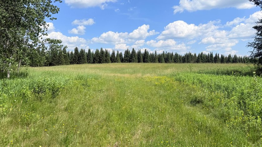 Beautiful 40-acre parcel offering a unique mix of mature pines - photo 6