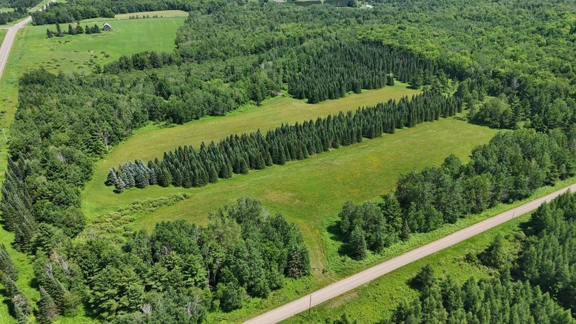 Beautiful 40-acre parcel offering a unique mix of mature pines - photo 8