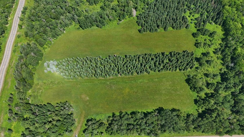 Beautiful 40-acre parcel offering a unique mix of mature pines - photo 10