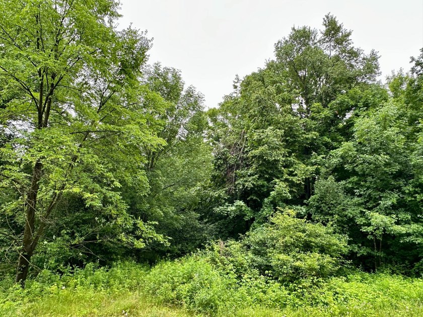 Build your dream home on this beautiful private 1.99-acre lot - photo 5