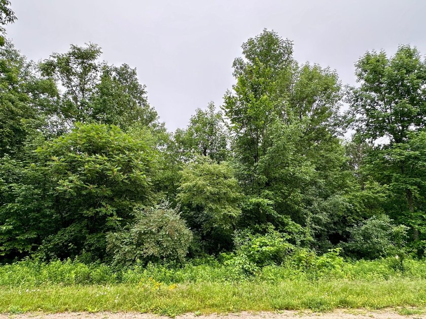 Build your dream home on this beautiful private 1.99-acre lot - photo 6
