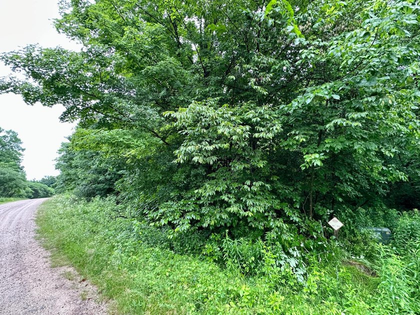Build your dream home on this beautiful private 2-acre lot - photo 4