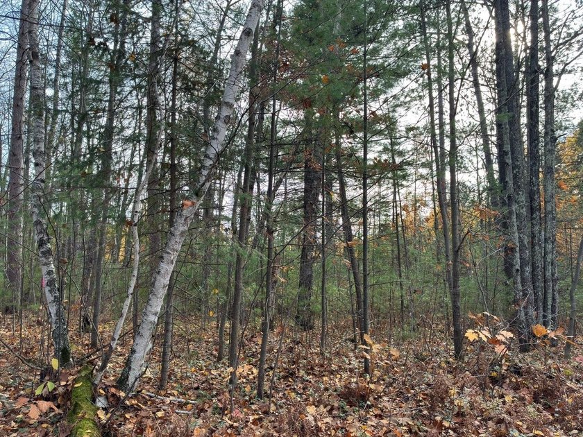 This newly surveyed and inexpensive .69-acre parcel is located - photo 5
