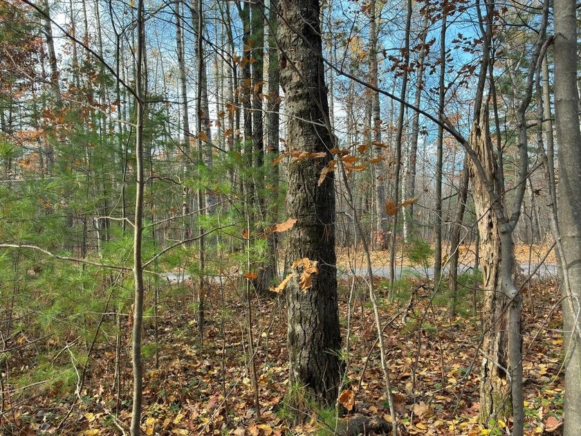 This newly surveyed and inexpensive .69-acre parcel is located - photo 6